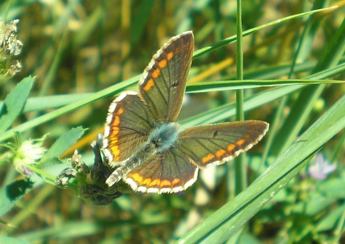 Lycaenidae da identificare